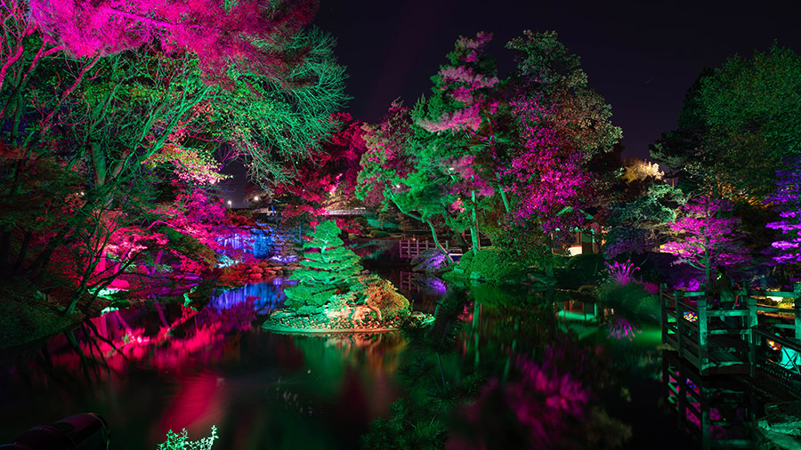 Trees surrounding a pond, lit by multicolored lights