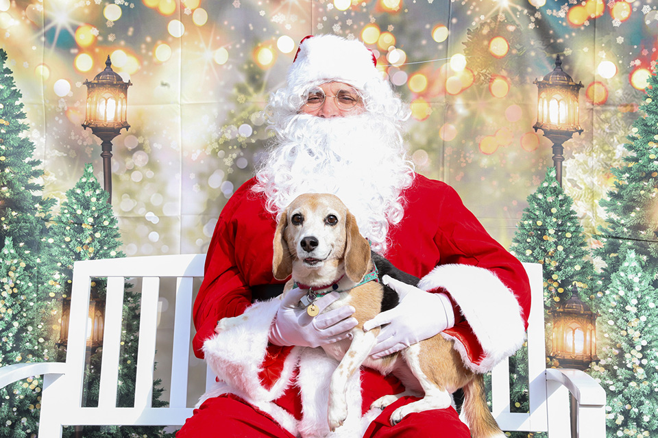 Santa sits on a bench holding an adorable puppy