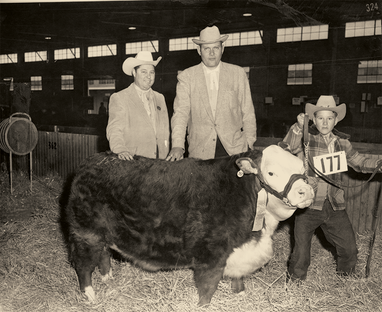 A champion steer