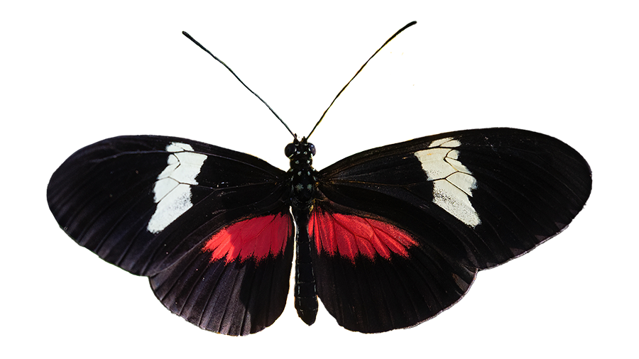 A butterfly with black, white and red wings