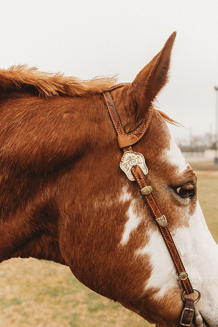 A horse wearing a bridle for TCU equestrian