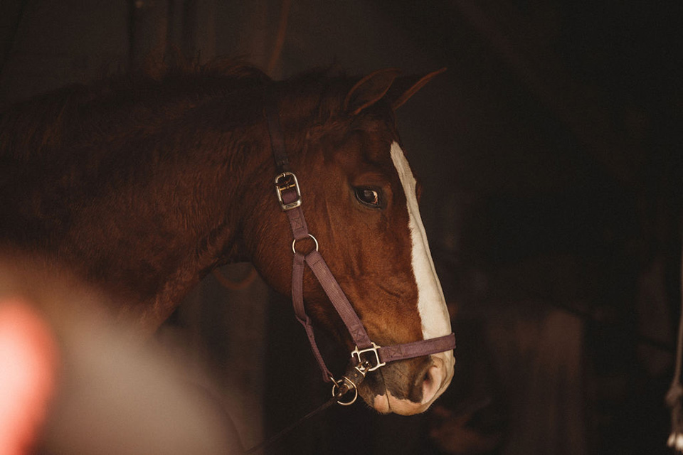 A horse peeks out from a stall